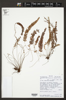 Image of Ceradenia madidiensis