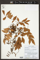 Dalbergia cochinchinensis image
