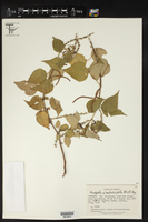 Acalypha melochiifolia image