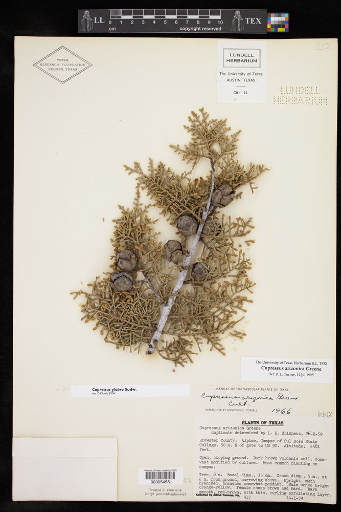 Cupressus arizonica subsp. arizonica image