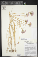 Allium canadense var. ecristatum image