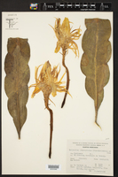 Epiphyllum hookeri image