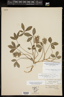 Pediomelum hypogaeum image