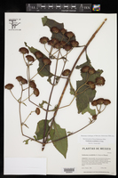 Verbesina ovatifolia image