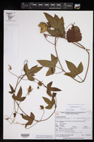 Passiflora ciliata var. hibiscifolia image