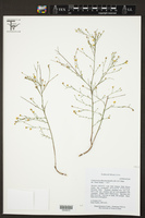 Amphiachyris dracunculoides image