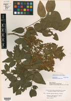 Ateleia herbert-smithii image