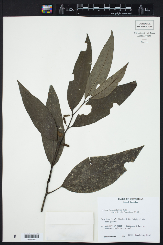 Piper lanceolatum image