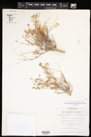 Drymaria coahuilana image