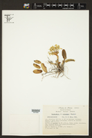 Epidendrum melistagum image