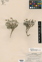 Physaria hitchcockii subsp. confluens image