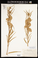 Asclepias longifolia subsp. hirtella image