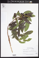 Millettia reticulata image