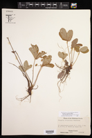 Fragaria virginiana subsp. grayana image