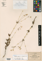 Euphorbia ariensis var. villicaulis image