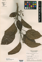 Hieronyma alchorneoides var. alchorneoides image
