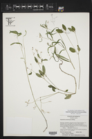 Euphorbia montereyana image