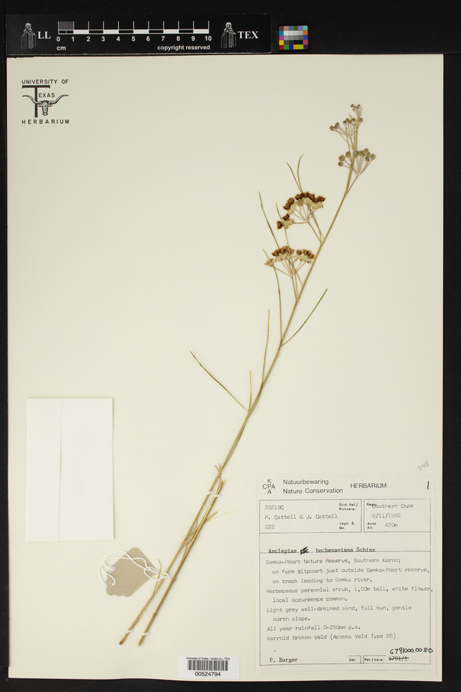 Gomphocarpus filiformis image