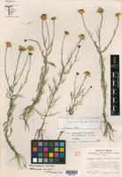 Adenophyllum wrightii var. pulcherrimum image
