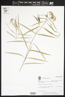 Asclepias rosea image