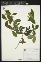 Rauvolfia tetraphylla image