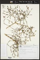 Hatiora salicornioides image