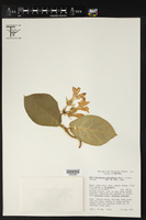 Schubertia grandiflora image