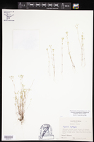 Drymaria leptophylla image