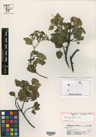 Image of Ageratina ilicifolia