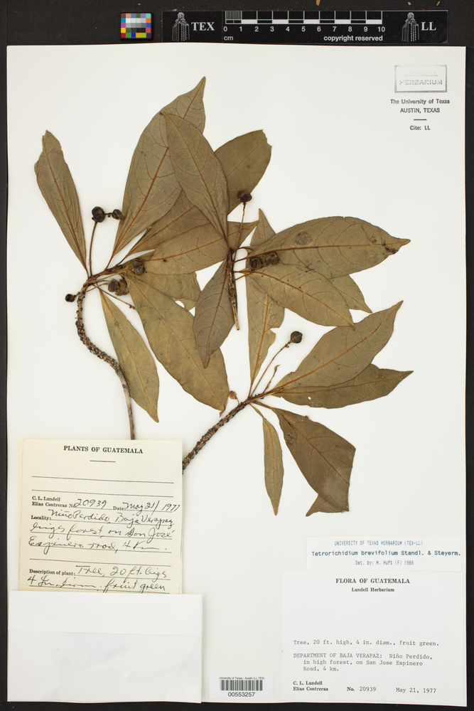 Tetrorchidium brevifolium image