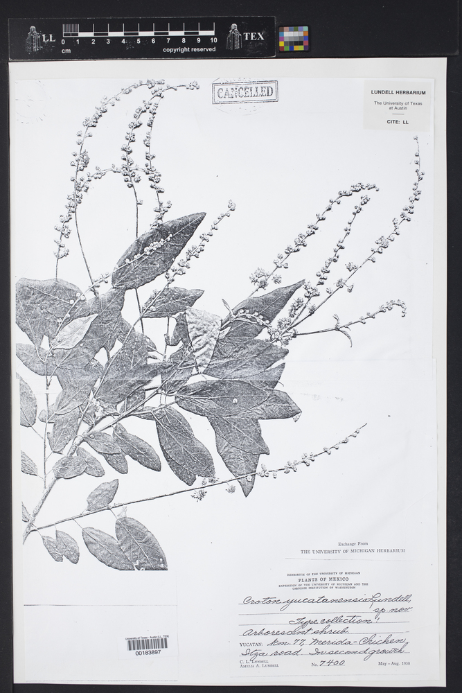 Croton yucatanensis image