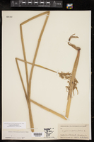 Cyperus articulatus image