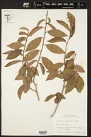 Sebastiania adenophora image