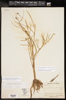 Limnosciadium pinnatum image