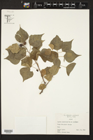 Sapium japonicum image