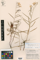 Lobelia occidentalis image
