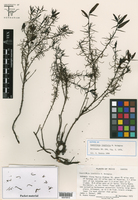 Castilleja linifolia image