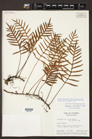Pleopeltis alansmithii image