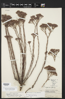 Paronychia virginica image