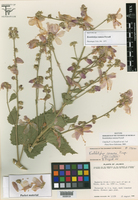 Image of Kosteletzkya ramosa