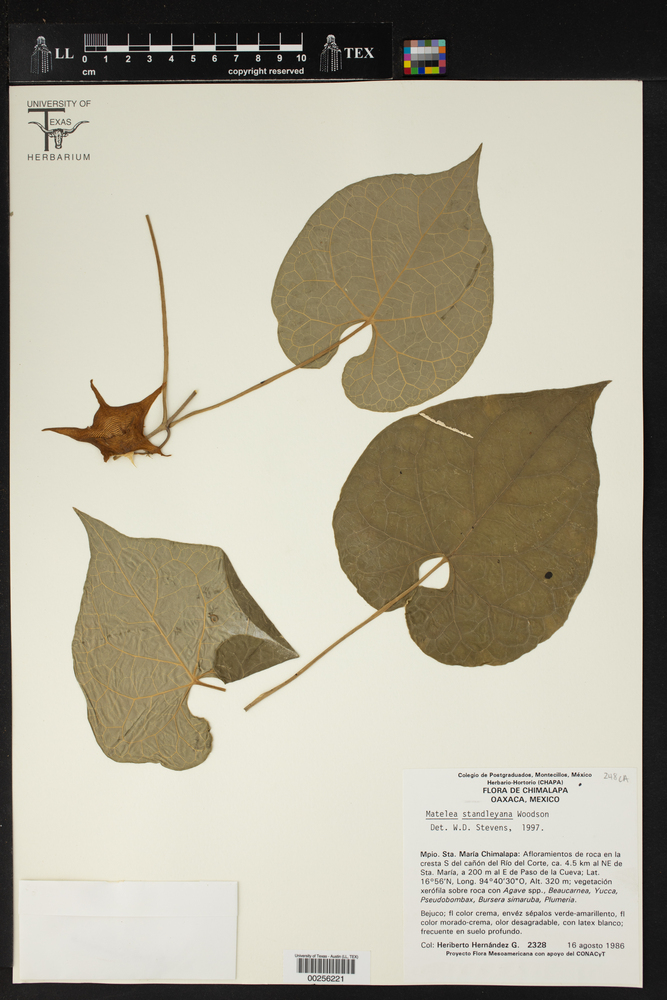 Dictyanthus tigrinus image