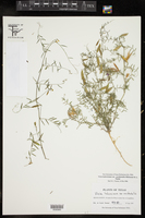 Vicia ludoviciana var. leavenworthii image