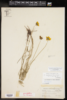 Coreopsis grandiflora var. grandiflora image