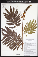 Calliandra houstoniana var. houstoniana image