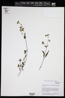 Mirabilis latifolia image
