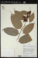 Cavendishia tarapotana image