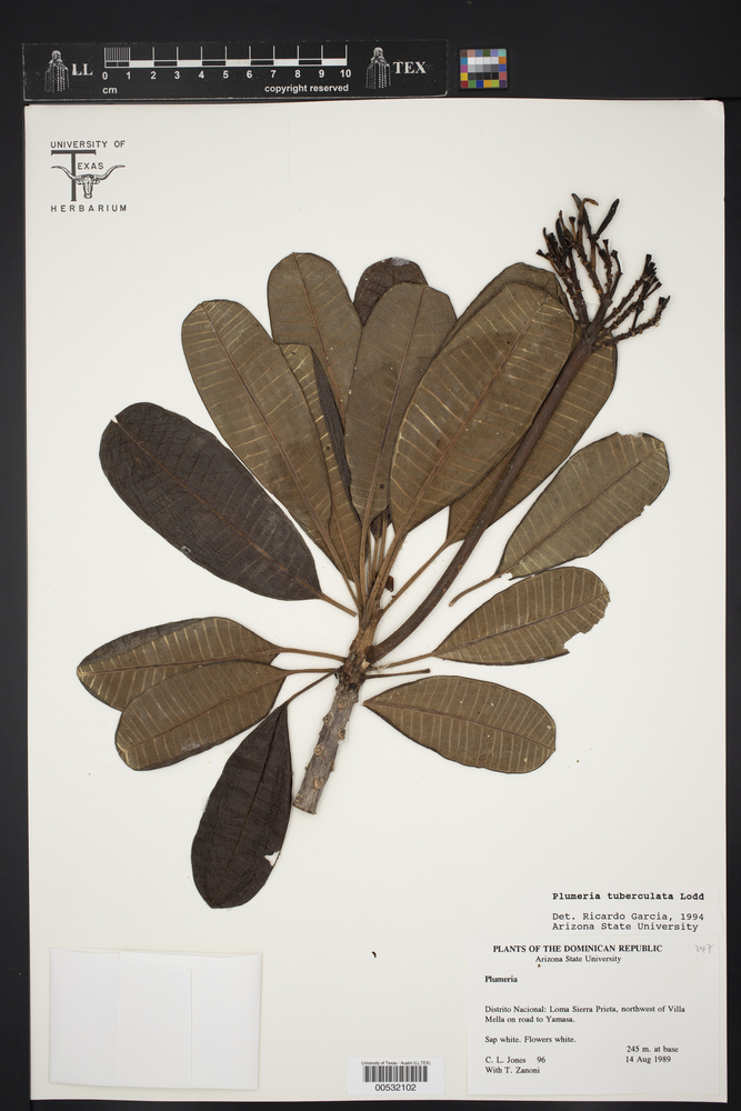 Plumeria tuberculata image