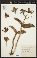 Image of Cattleya guttata