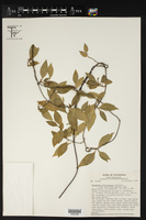 Marsdenia trivirgulata image