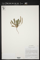 Aristolochia foetida image